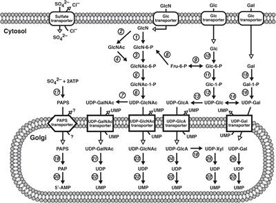 Congenital Disorders of Deficiency in Glycosaminoglycan Biosynthesis